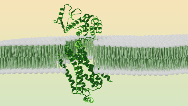 Human Beta-2 Adrenergic Receptor (GPCR) structure embedded in a lipid bilayer. 3D render of a cell membrane with a green protein receptor, medical and biological visualization