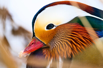 Kaczka mandarynka © Karol