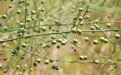 Fruits ripen on asparagus (Asparagus officinalis) stalks