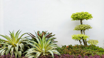 Fototapeta premium Tropical garden with variegated agave and tiered bonsai tree against white wall. Minimalist outdoor landscaping for exterior design, home gardening, and copy space concept.
