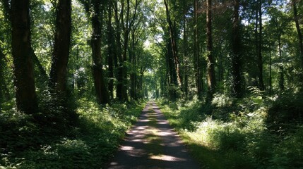 Obraz premium A straight forest path stretches into the distance beneath tall green trees, with sunlight filtering through dense foliage, creating a peaceful, natural scene of balance, depth, and serenity.