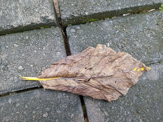 Dry Leaf on Stone Pavement
