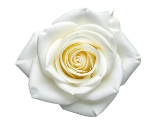Top-Down View of White Rose Showing Petal Spiral, Flat-Lay Minimal Composition, Isolated on Transparent Background