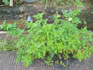 Green Plant with White Flowers by Roadside
