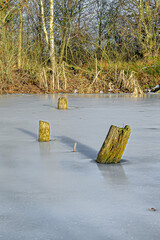 Fototapeta premium Wooden Tree Stumps Emerging from Frozen Pond in Winter. Minimalist winter nature scene showing several old wooden tree stumps emerging from a smooth, frozen pond.