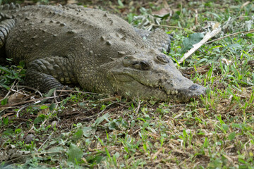 Fototapeta premium American Crocodile sunning along the banks of Costa Rica