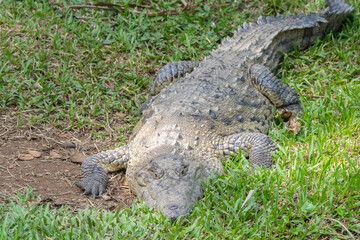 Obraz premium American Crocodile sunning along the banks of Costa Rica
