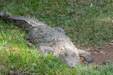 Fototapeta premium American Crocodile sunning along the banks of Costa Rica