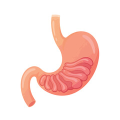 Fototapeta premium Cartoon illustration of the human stomach and small intestine, depicting vital digestive organs for anatomical study and health education