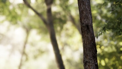 Obraz premium Sunlight filters through a lush forest, casting soft shadows on the textured bark of ancient trees. Nature envelops the scene, inviting peace and reflection among the greenery.