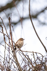 House sparrow bird perched in a garden hedge in winter in England