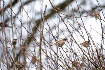 House sparrow bird perched in a garden hedge in winter in England