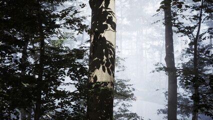 Fototapeta premium Amidst tall trees, a serene forest scene unfolds as gentle mist blankets the ground. Shadows dance on the tree trunks, creating a tranquil atmosphere filled with natures beauty.