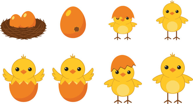 Cute baby chick hatching from egg vector set with newborn chicken cartoon farm animal illustration