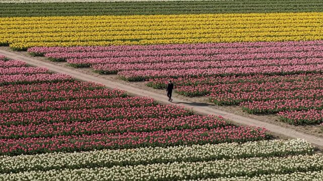 Man walking on a dirt path through colorful tulip fields, representing spring bloom and rural beauty for travel and nature scenes