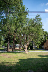 Fototapeta premium Sunny view of a tranquil park in Jalisco, Mexico, featuring lush green trees, sunlit grass, and a bright blue sky. Ideal for outdoor leisure and nature appreciation