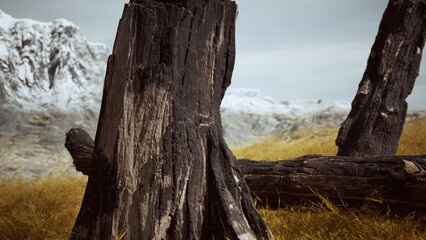 In a vast mountain landscape, dark wooden remnants rise among golden grass. Snow capped peaks loom in the distance, creating a breathtaking scene of natures beauty and tranquility.