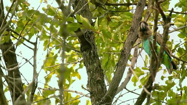 Monkeys are seen swinging and playing among branches in the Okavango Delta. The sun lights up the trees, showing their activity in the afternoon.