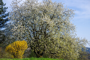 Naklejka premium A huge cherry tree blooming in spring