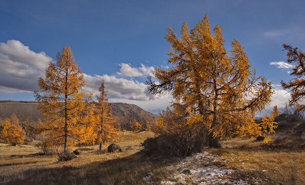 Russia. The South of Western Siberia, the Altai Mountains. Deep autumn in the Kurai steppe on picturesque rocky placers surrounded by yellow larches along the Chuisky tract.