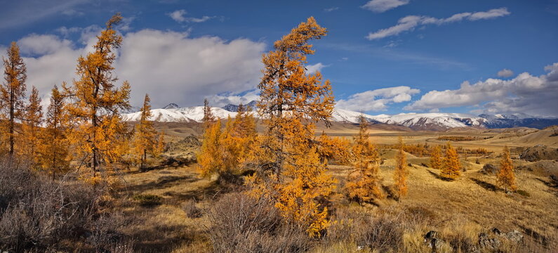 Russia. The South of Western Siberia, the Altai Mountains. Deep autumn in the Kurai steppe on picturesque rocky placers surrounded by yellow larches along the Chuisky tract.