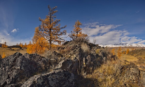 Russia. The South of Western Siberia, the Altai Mountains. Deep autumn in the Kurai steppe on picturesque rocky placers surrounded by yellow larches along the Chuisky tract.