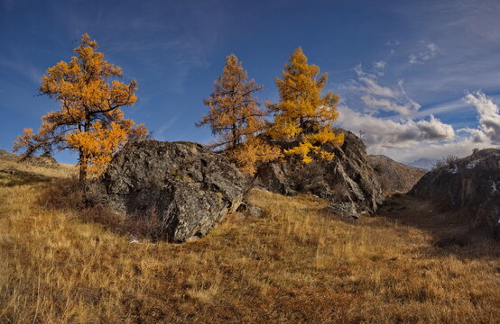 Russia. The South of Western Siberia, the Altai Mountains. Deep autumn in the Kurai steppe on picturesque rocky placers surrounded by yellow larches along the Chuisky tract.