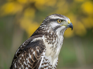 Fototapeta premium Majestic hawk with sharp gaze and detailed feathers