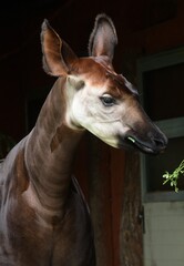 Okapi in the zoo © Hana