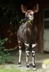 Okapi in the zoo