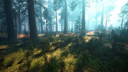 Obraz premium Sunlight filters through tall trees, creating a serene atmosphere in this enchanting forest. Lush ferns and moss cover the ground, inviting exploration into natures beauty.