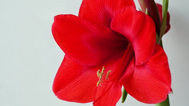 Close-up of red Amaryllis or Hippeastrum flower as houseplant, video 4k 