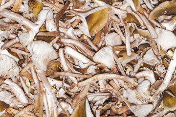 freshly picked mushrooms close-up of Armillaria mellea,forming a dense natural texture, showing pale gills, fibrous stems and brownish yellow caps, organic forest harvest background.