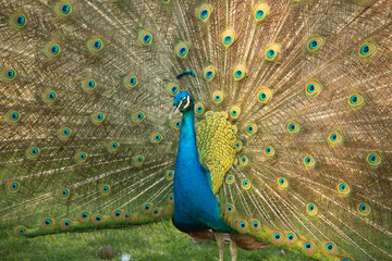 Fototapeta premium Peacock