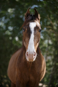 portrait of a marwari horse