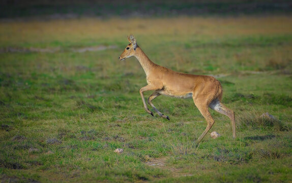 Bohor reedbuck females from Amboseli National Park, Kenya, Africa