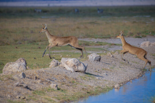Bohor reedbuck females from Amboseli National Park, Kenya, Africa