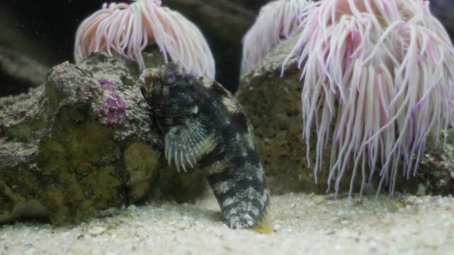 Striped blenny resting near sea anemone