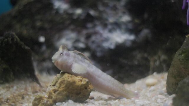 Lawnmower blenny resting on a rock
