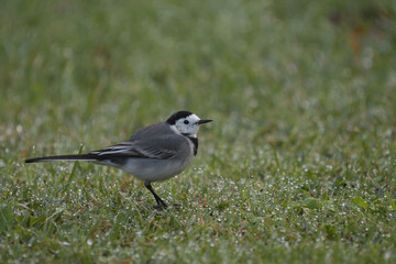 Obraz premium Close-up of a white wagtail on a dewy pasture