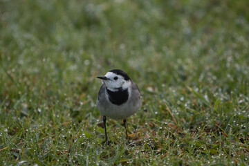 Close-up of a white wagtail on a dewy pasture