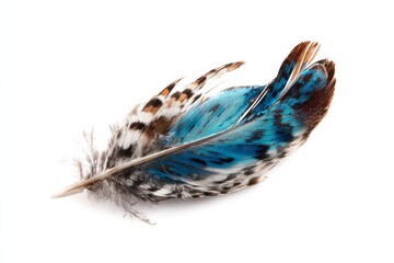 isolated feather with a copy space