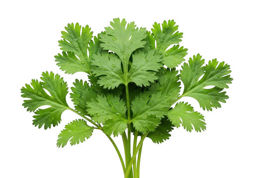 Fresh bunch of green coriander leaves isolated on transparent background