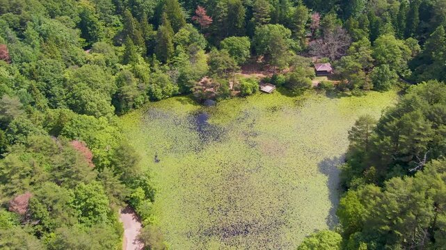 【4Kドローン映像】極楽寺山・蛇の池の静寂 ― 森に佇む神秘の水景