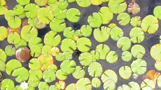 【4Kドローン映像】極楽寺山・蛇の池の静寂 ― 森に佇む神秘の水景