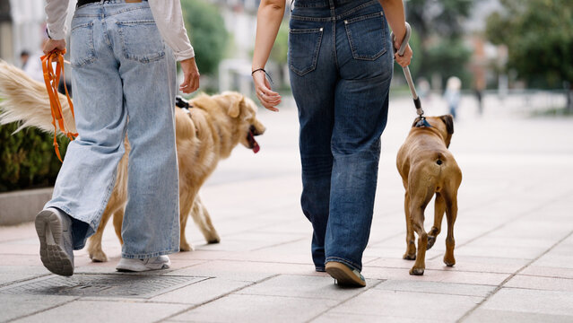 Two people walking dogs on leashes along a paved path in a city park, enjoying daily routine and friendship