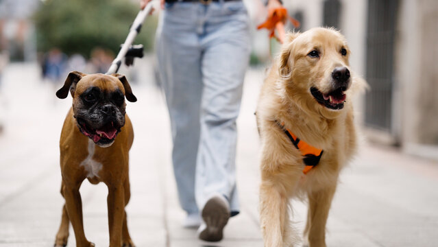 Two happy pet dogs, a boxer and a golden retriever, walking on a city street with their owner, enjoying an outdoor stroll