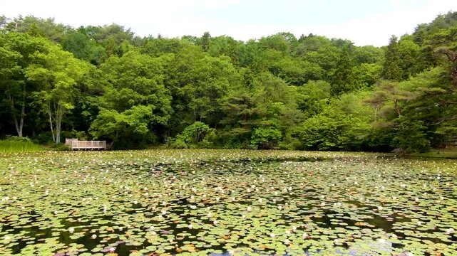 【4Kドローン映像】極楽寺山・蛇の池の静寂 ― 森に佇む神秘の水景