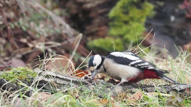 Buntspecht, Great Spotted Woodpecker
