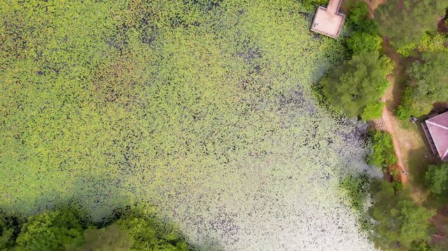 【4Kドローン映像】極楽寺山・蛇の池の静寂 ― 森に佇む神秘の水景